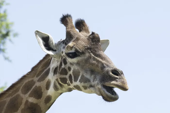 Stampa con cornice : La testa di un giraffa. Stampa con cornice : La testa di un giraffa.