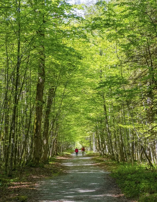 Stampa con cornice : Due escursionisti su sentiero attraverso foresta decidua.