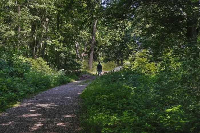 Stampa con cornice : Escursionismo, uomo con zaino, alberi. Stampa con cornice : Escursionismo, uomo con zaino, alberi.