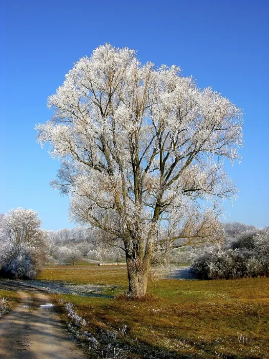 Stampa con cornice : Hoarfrost