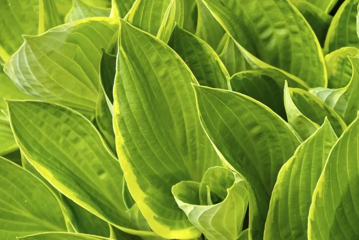Stampa con cornice : Hosta Stampa con cornice : Hosta