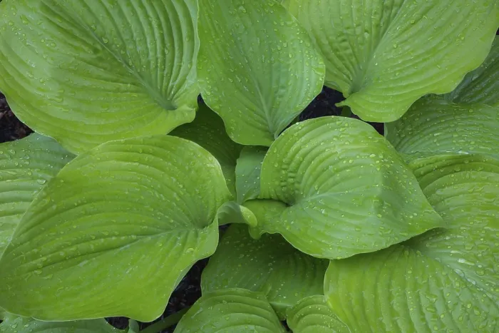 Stampa con cornice : Hosta (Hosta) Osiris Ovation in primavera. Stampa con cornice : Hosta (Hosta) Osiris Ovation in primavera.
