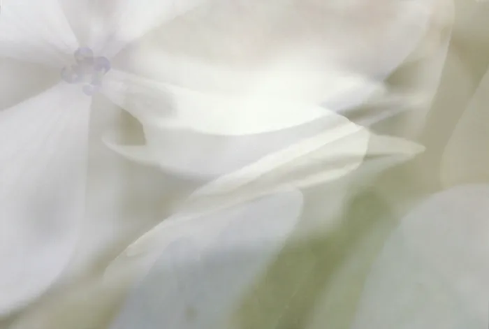 Stampa con cornice : Hydrangea