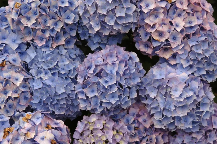 Stampa con cornice : I fiori di Hydrangea, Hydrangea macrophylla. Stampa con cornice : I fiori di Hydrangea, Hydrangea macrophylla.