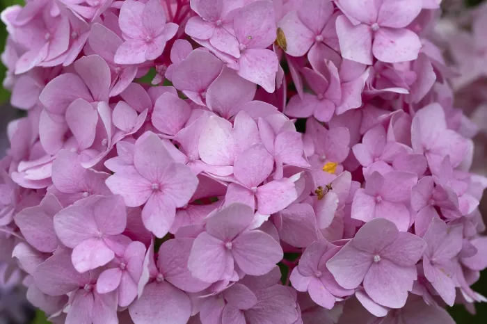 Stampa con cornice : Fior di Hydrangea (Hydrangea), in primo piano. Stampa con cornice : Fior di Hydrangea (Hydrangea), in primo piano.