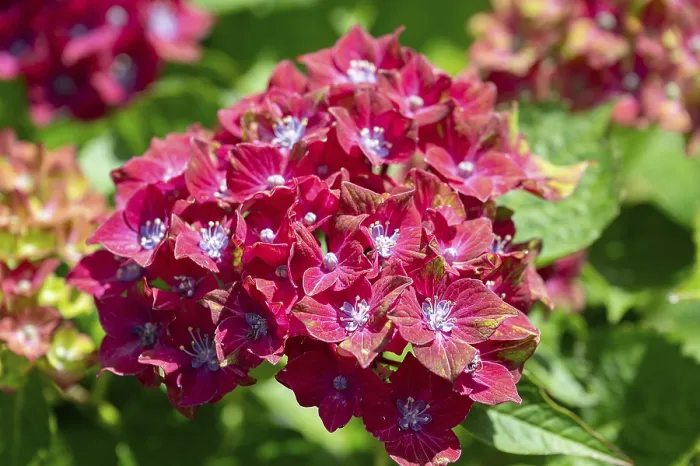 Stampa con cornice : Fiore di Hydrangea (Hydrangea), in primo piano.
