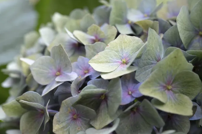 Stampa con cornice : Ibacca (Hydrangea macrophylla) Stampa con cornice : Ibacca (Hydrangea macrophylla)
