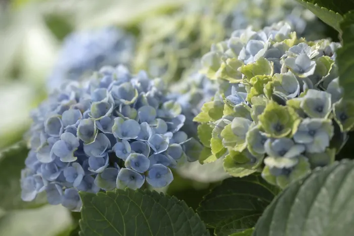 Stampa con cornice : Ibacca (Hydrangea macrophylla) Stampa con cornice : Ibacca (Hydrangea macrophylla)