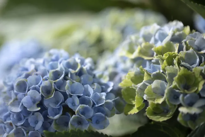 Stampa con cornice : Ibacca (Hydrangea macrophylla) Stampa con cornice : Ibacca (Hydrangea macrophylla)