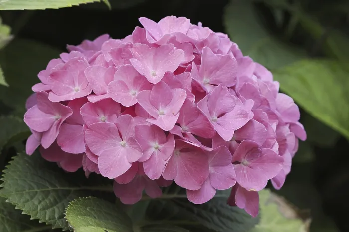 Stampa con cornice : Ibicere (Hydrangea macrophylla) Stampa con cornice : Ibicere (Hydrangea macrophylla)