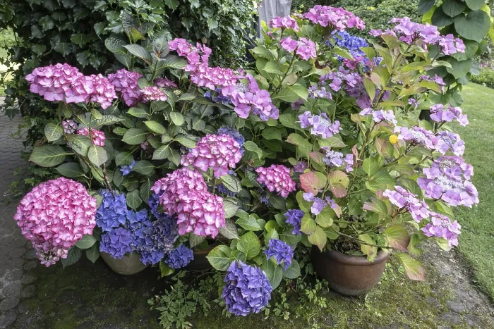 Stampa con cornice : Ibacca (Hydrangea macrophylla) Stampa con cornice : Ibacca (Hydrangea macrophylla)