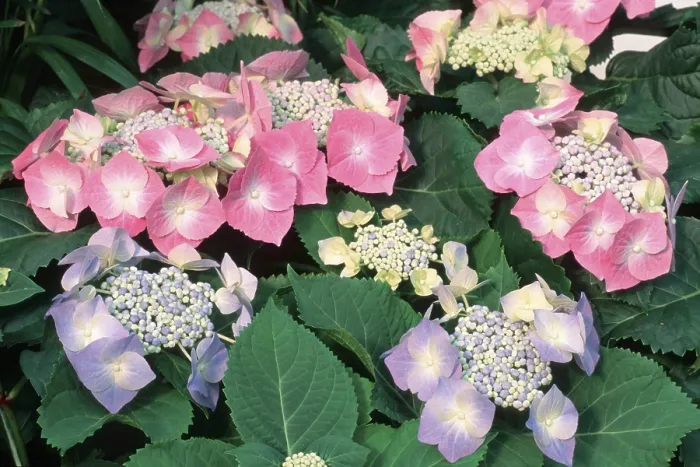 Stampa con cornice : Ibicus (Hydrangea macrophylla) Stampa con cornice : Ibicus (Hydrangea macrophylla)