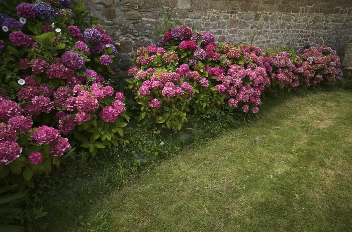 Stampa con cornice : Ibacino (Hydrangea macrophylla Hamburg)
