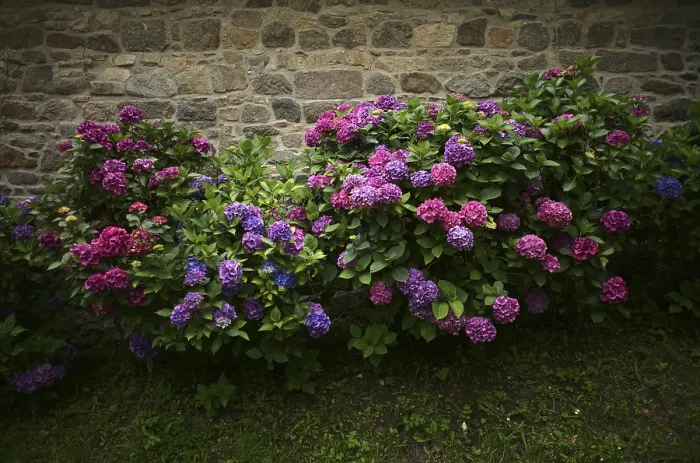 Stampa con cornice : Ibacca (Hydrangea macrophylla Hamburg) Stampa con cornice : Ibacca (Hydrangea macrophylla Hamburg)