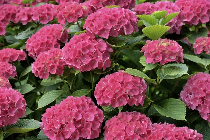 Stampa con cornice : Hydrangea (Hydrangea), fiori rosa. Stampa con cornice : Hydrangea (Hydrangea), fiori rosa.