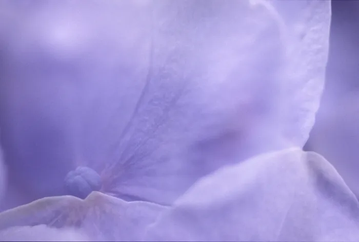Stampa con cornice : Macchia di Hydrangea macrophylla.