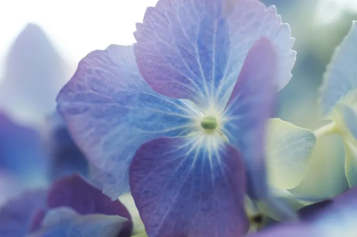 Stampa con cornice : Macchia di Hydrangea macrophylla Stampa con cornice : Macchia di Hydrangea macrophylla