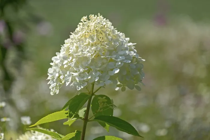 Stampa con cornice : Hydrangea paniculata, Paesi Bassi. Stampa con cornice : Hydrangea paniculata, Paesi Bassi.