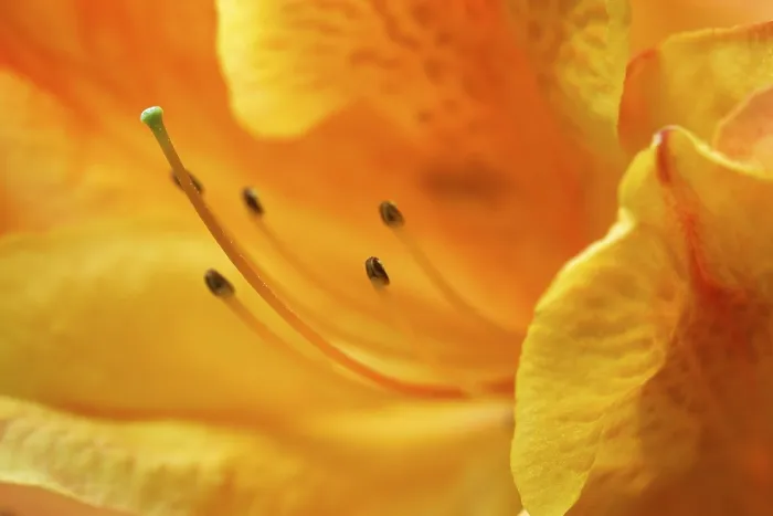 Stampa con cornice : Impressione di fiore. Stampa con cornice : Impressione di fiore.