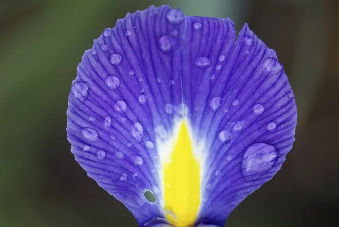 Stampa con cornice : Iris Stampa con cornice : Iris