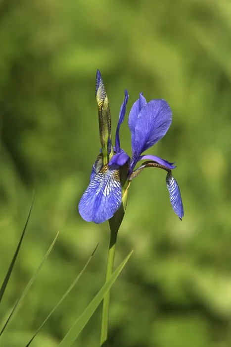 Stampa con cornice : Iris Stampa con cornice : Iris