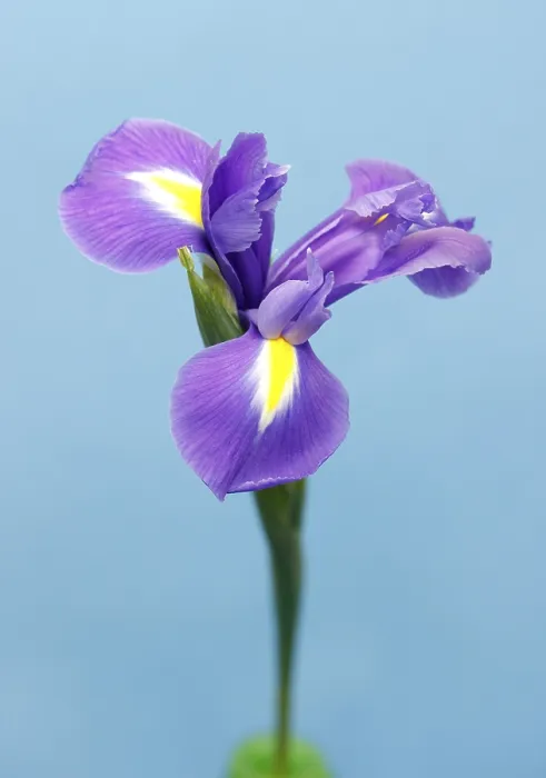 Stampa con cornice : Iris (Iris) Stampa con cornice : Iris (Iris)