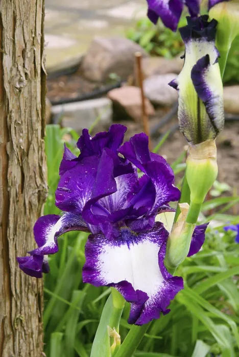 Stampa con cornice : Iris, iris Stampa con cornice : Iris, iris