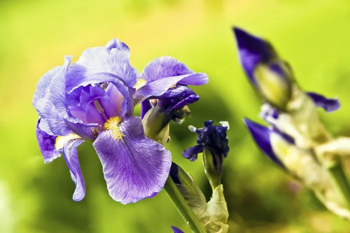 Stampa con cornice : Iris (Iris croatica)