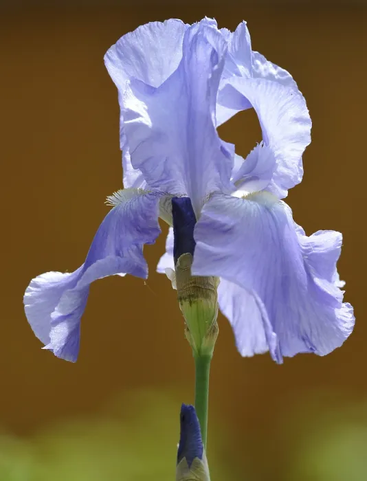 Stampa con cornice : Iris (Iris Germanica)