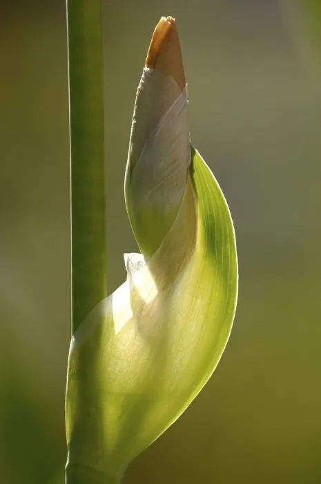 Stampa con cornice : Iris (Iris germanica) Stampa con cornice : Iris (Iris germanica)