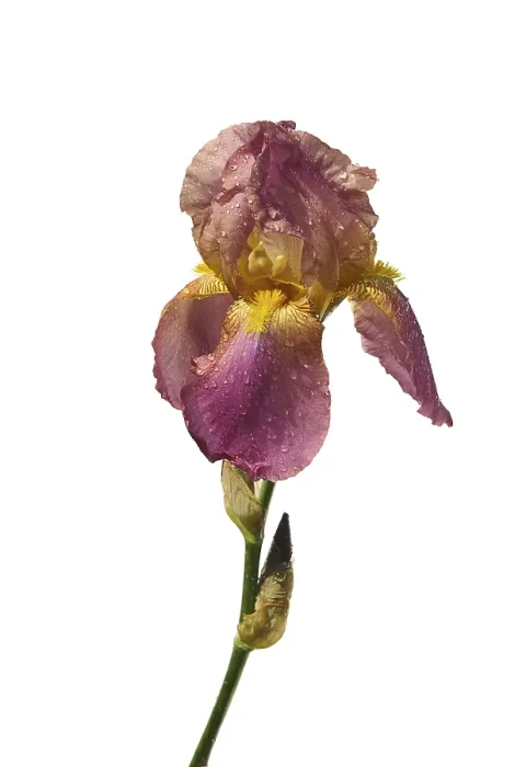 Stampa con cornice : 'Iris isolata, iris isolata 03'. Stampa con cornice : 'Iris isolata, iris isolata 03'.