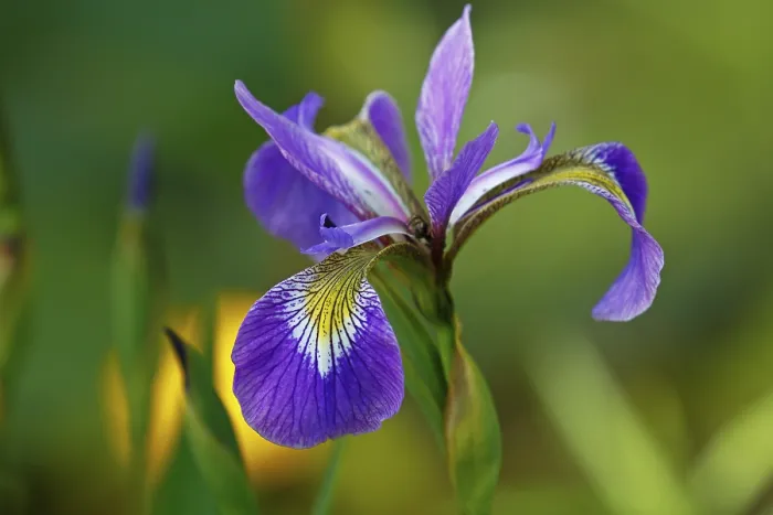 Stampa con cornice : Iris versicolor (Iris versicolor) Stampa con cornice : Iris versicolor (Iris versicolor)