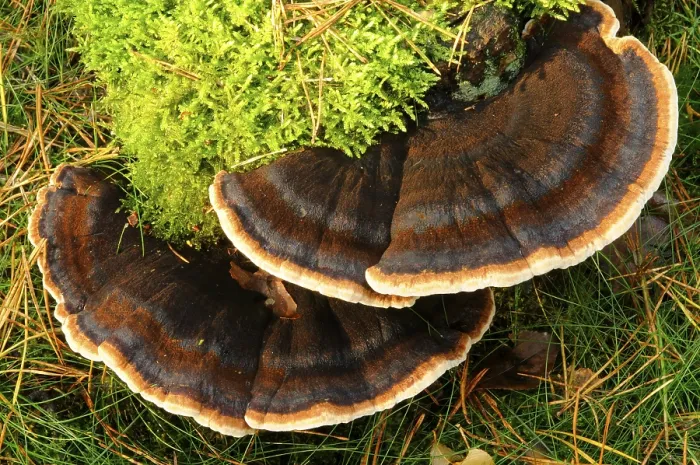 Stampa con cornice : Ischnoderma benzoinum Stampa con cornice : Ischnoderma benzoinum