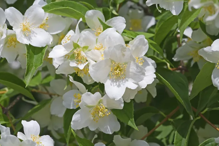 Stampa con cornice : Jasmin Stampa con cornice : Jasmin