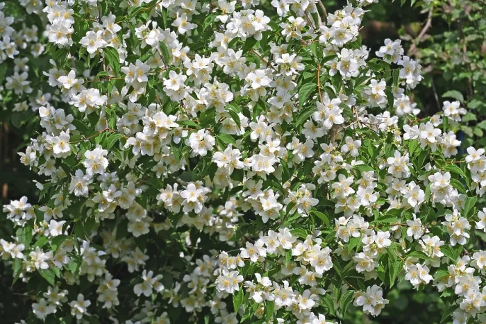 Stampa con cornice : Jasmin Stampa con cornice : Jasmin