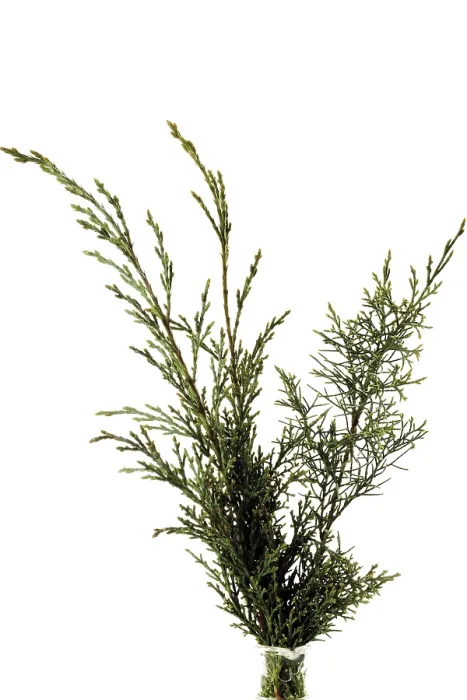 Stampa con cornice : Ramo di ginepro (Juniperus) Stampa con cornice : Ramo di ginepro (Juniperus)