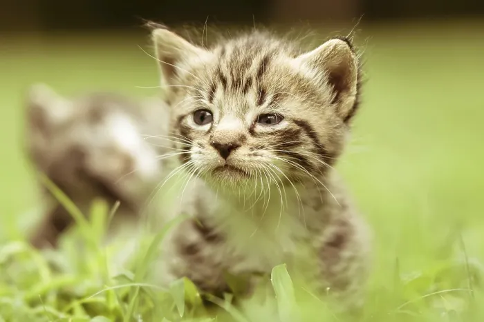 Stampa con cornice : Gatto nell'erba Stampa con cornice : Gatto nell'erba