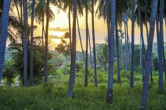 Stampa con cornice : Koh Samui