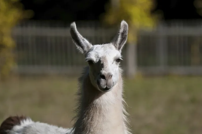 Stampa con cornice : Lama