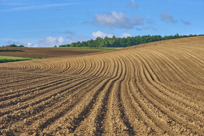 Stampa con cornice : Paesaggio con campo di patate in primavera. Stampa con cornice : Paesaggio con campo di patate in primavera.