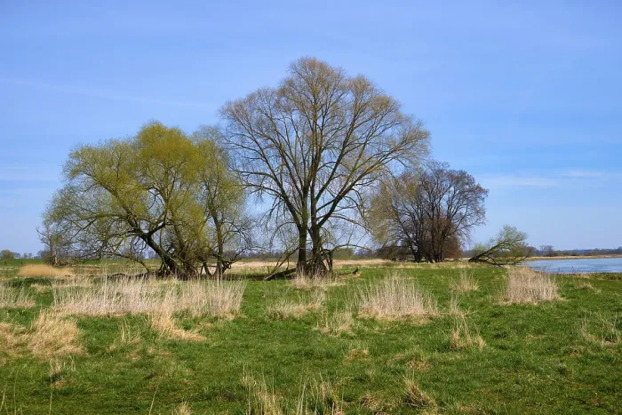 Stampa con cornice : Paesaggio sul fiume Oder in primavera.