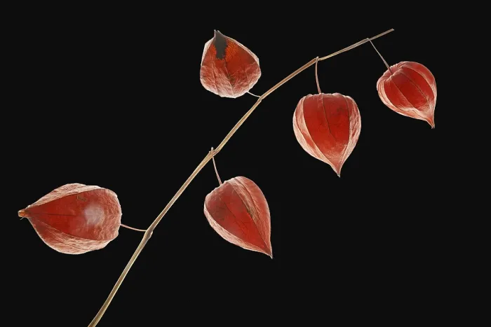 Stampa con cornice : Fiori di lanterna Stampa con cornice : Fiori di lanterna