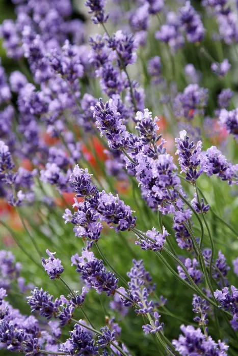 Stampa con cornice : Lavender Stampa con cornice : Lavender