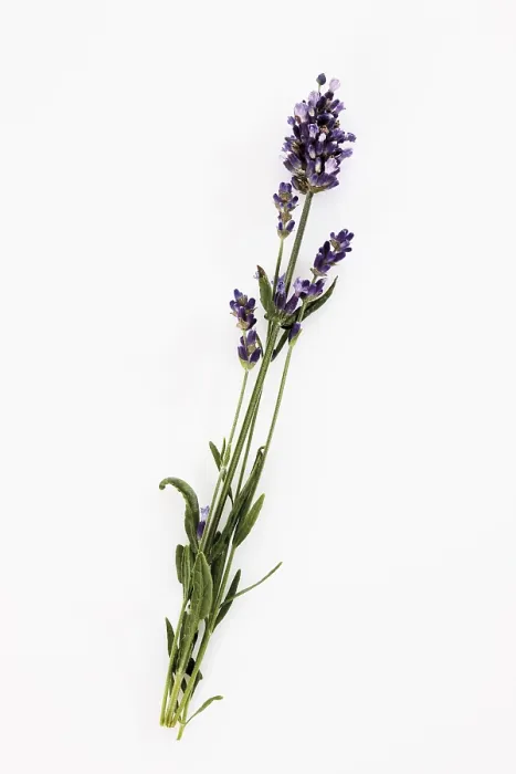 Stampa con cornice : Ramo di lavanda Stampa con cornice : Ramo di lavanda