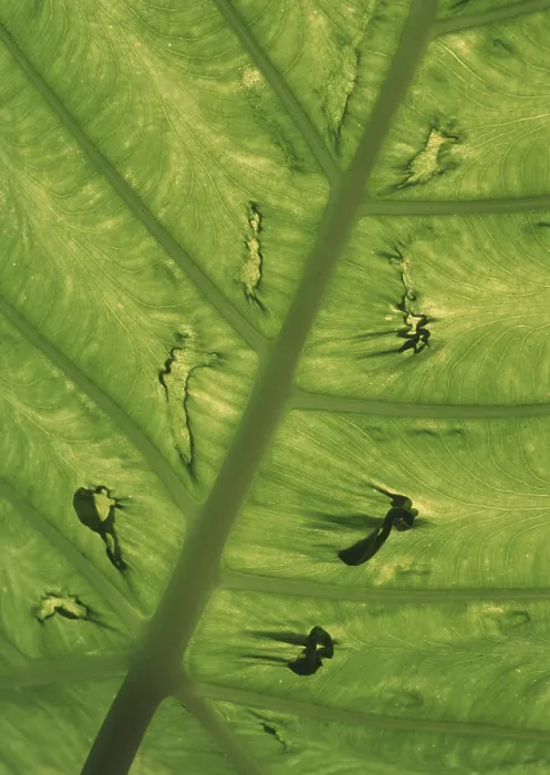 Stampa con cornice : Leaf