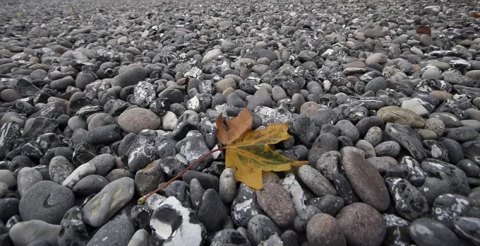 Stampa con cornice : Foglia sulla spiaggia.