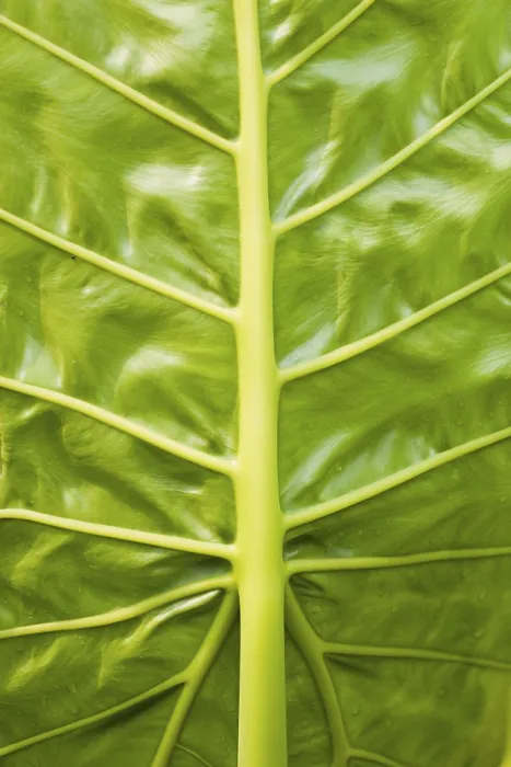 Stampa con cornice : Vene fogliari