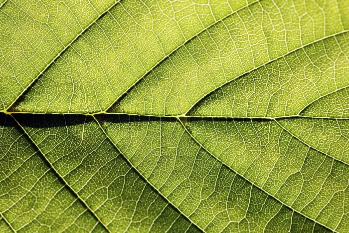 Stampa con cornice : Vene fogliari