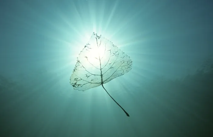 Stampa con cornice : Foglia in acqua