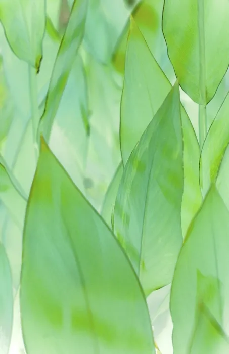 Stampa con cornice : Leafs